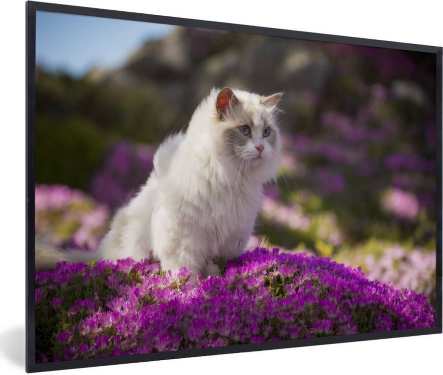 PosterMonkey Fotolijst incl. Poster Een witte ragdoll kat zit in een bed van roze bloemen 60x40 cm Posterlijst