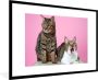 PosterMonkey Fotolijst incl. Poster Kat Roze Poef Meisjes Kinderen Meiden Kind 120x80 cm Posterlijst - Thumbnail 1