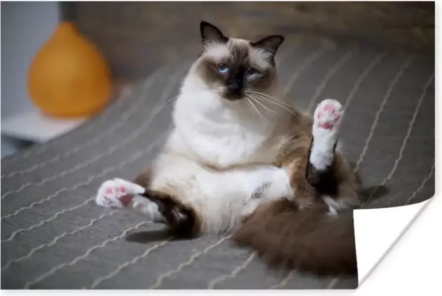 PosterMonkey Kat in een bed poster papier 180x120 cm Foto print op Poster (wanddecoratie woonkamer slaapkamer) Wilde dieren Poster XXL Groot formaat!