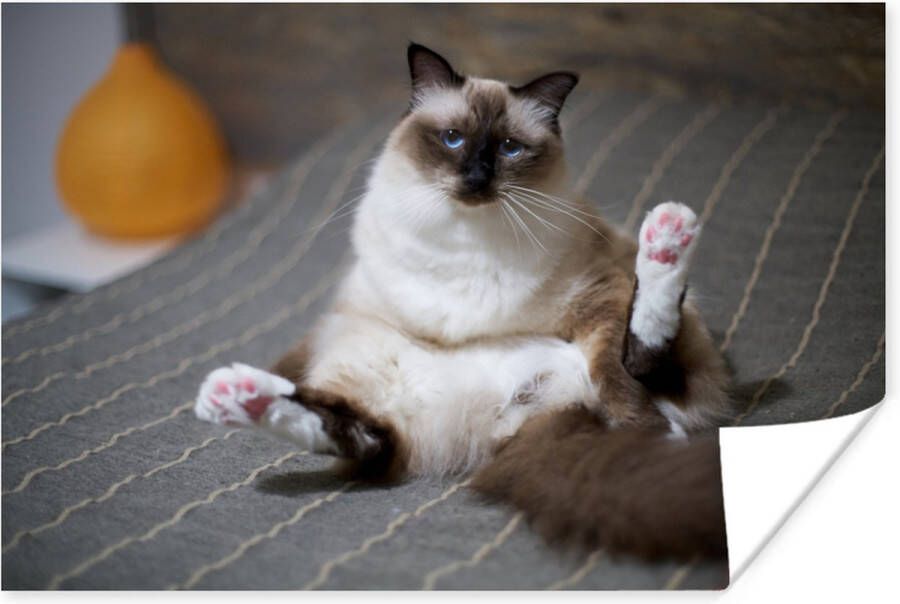 PosterMonkey Kat in een bed poster papier 90x60 cm Foto print op Poster (wanddecoratie woonkamer slaapkamer) Wilde dieren Poster