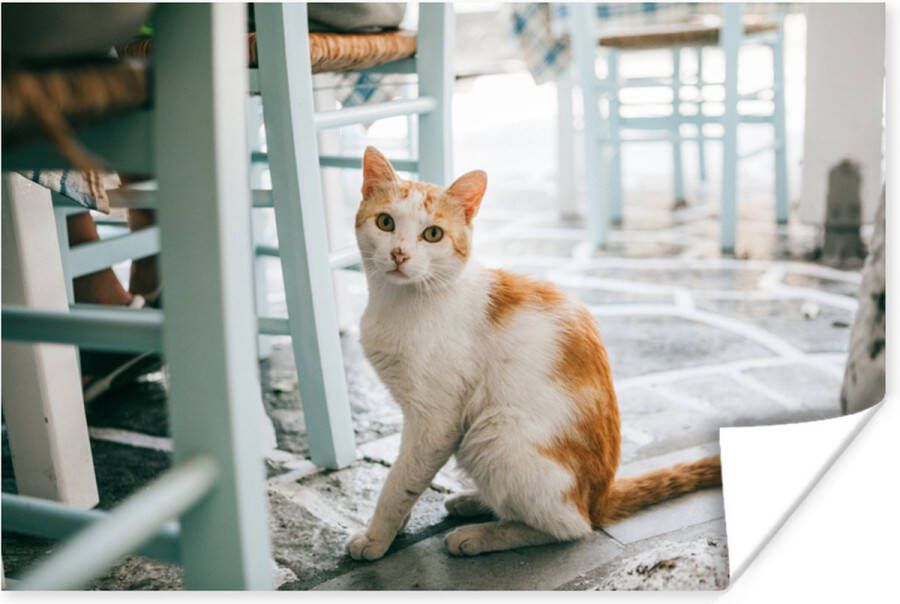 PosterMonkey Kat naast stoelen poster papier 60x40 cm Foto print op Poster (wanddecoratie woonkamer slaapkamer) Huisdieren Poster
