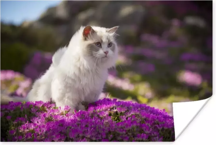 PosterMonkey Poster Een witte ragdoll kat zit in een bed van roze bloemen 120x80 cm