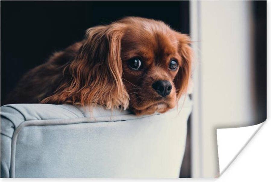 PosterMonkey Poster Hond Stoel Kop 90x60 cm