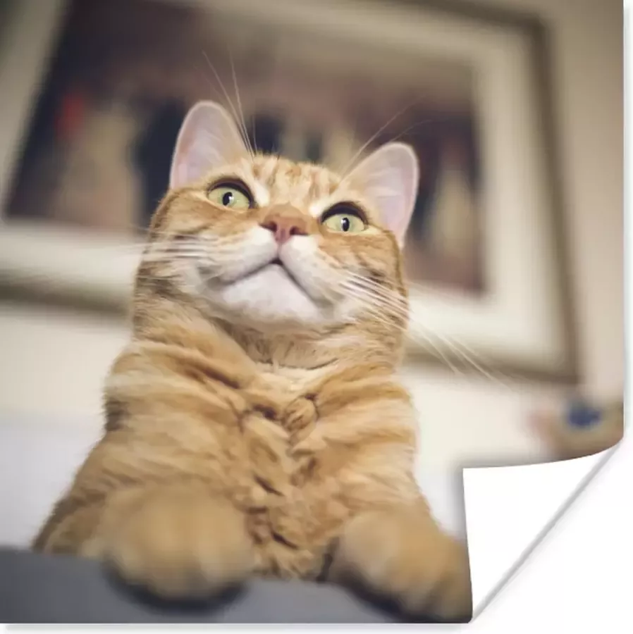 PosterMonkey Poster Kat Bank Oranje 100x100 cm XXL