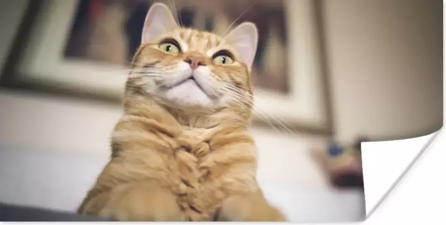 PosterMonkey Poster Kat Bank Oranje 150x75 cm