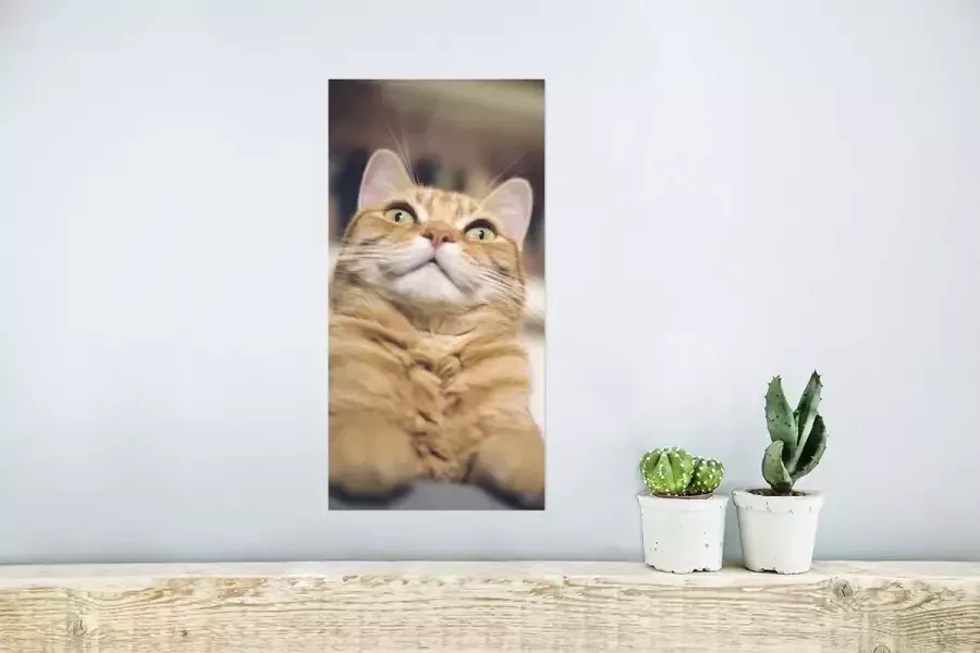 Poster 20x40 cm Kat Bank Oranje Posters Kamer decoratie Wanddecoratie woonkamer Muurdecoratie slaapkamer