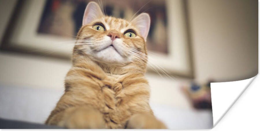 PosterMonkey Poster Kat Bank Oranje 40x20 cm