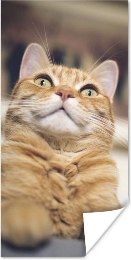 PosterMonkey Poster Kat Bank Oranje 60x120 cm