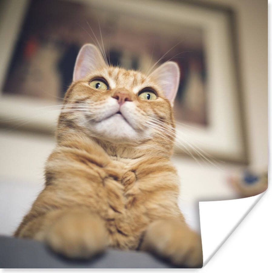 PosterMonkey Poster Kat Bank Oranje 75x75 cm