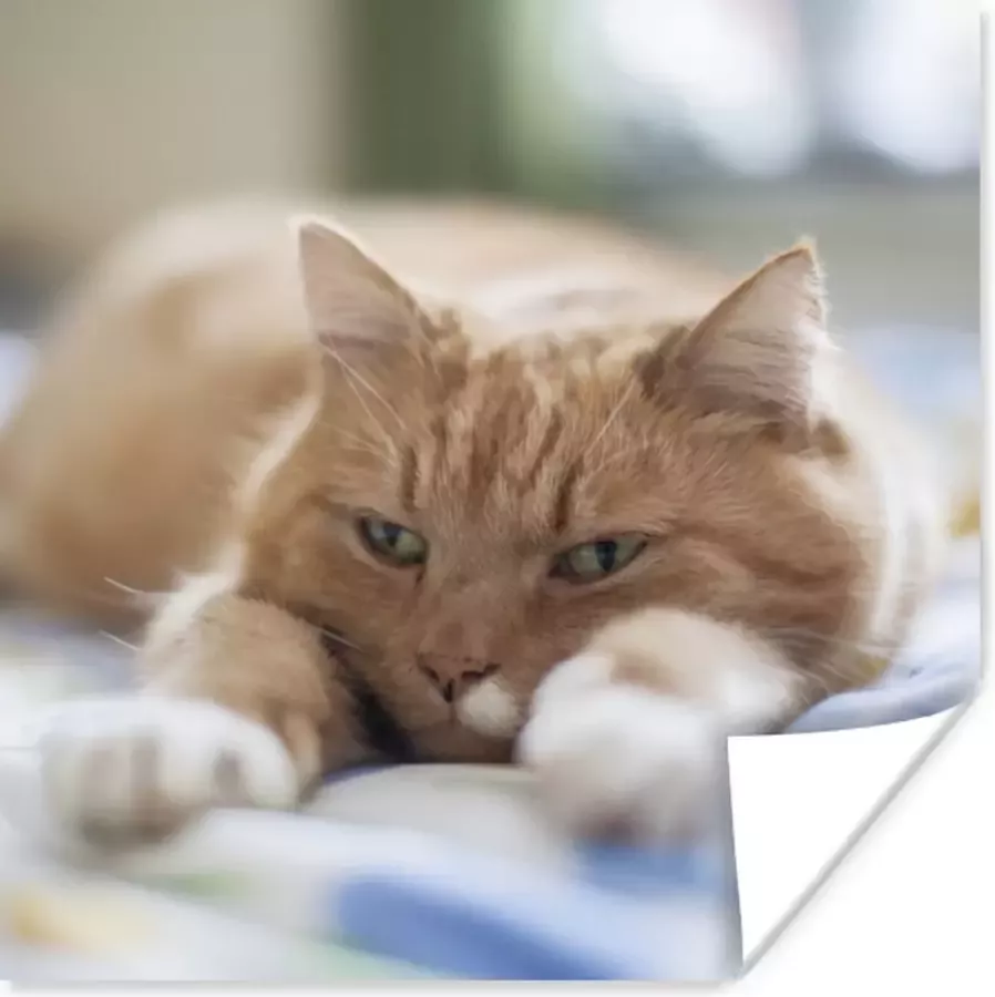 PosterMonkey Poster Kat Bed Bedsprei Meisjes Kinderen Jongens Kind 75x75 cm