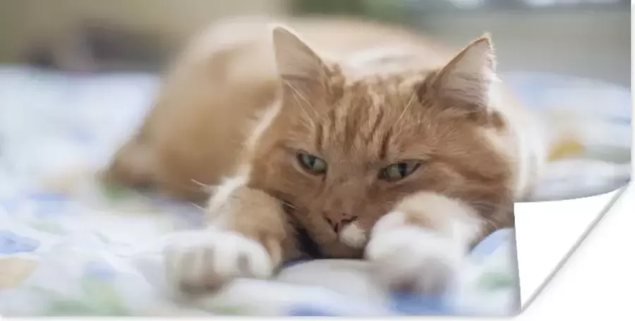 PosterMonkey Poster Kat Bed Bedsprei Meisjes Kinderen Jongens Kind 80x40 cm