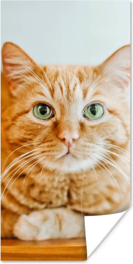 PosterMonkey Poster Kat Hout Kast 60x120 cm