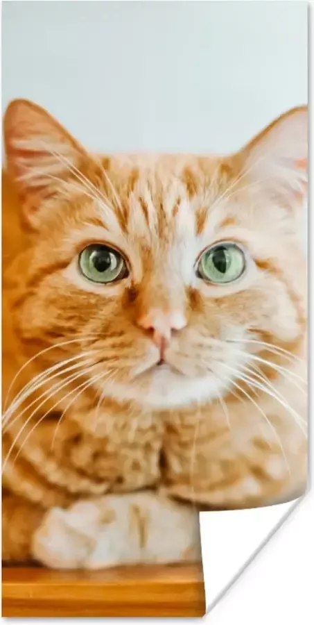 PosterMonkey Poster Kat Hout Kast 75x150 cm