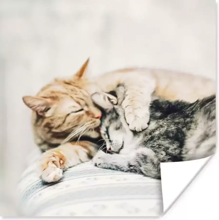 PosterMonkey Poster Kat Knuffelen Stoel 50x50 cm
