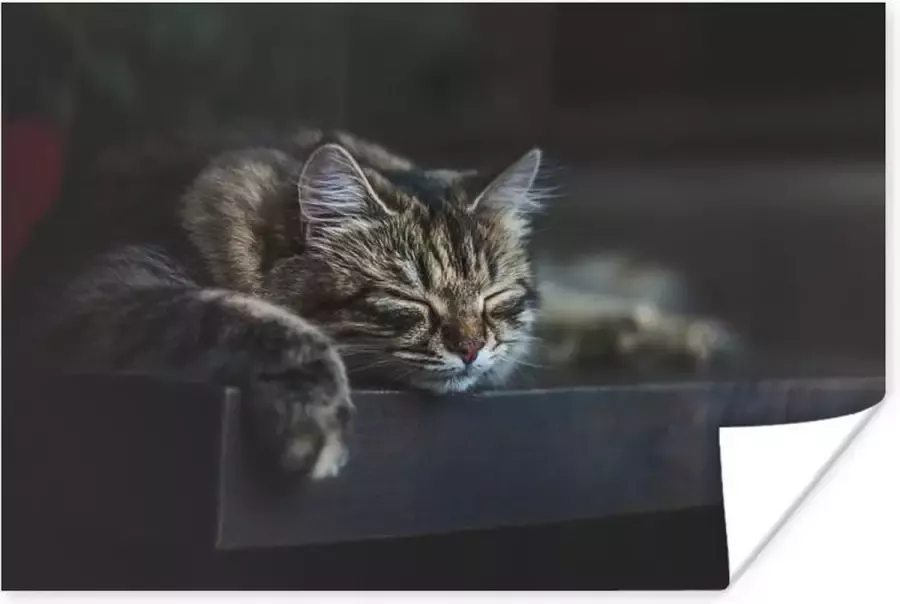 PosterMonkey Poster Kat ligt op een zwarte tafel te slapen 180x120 cm XXL
