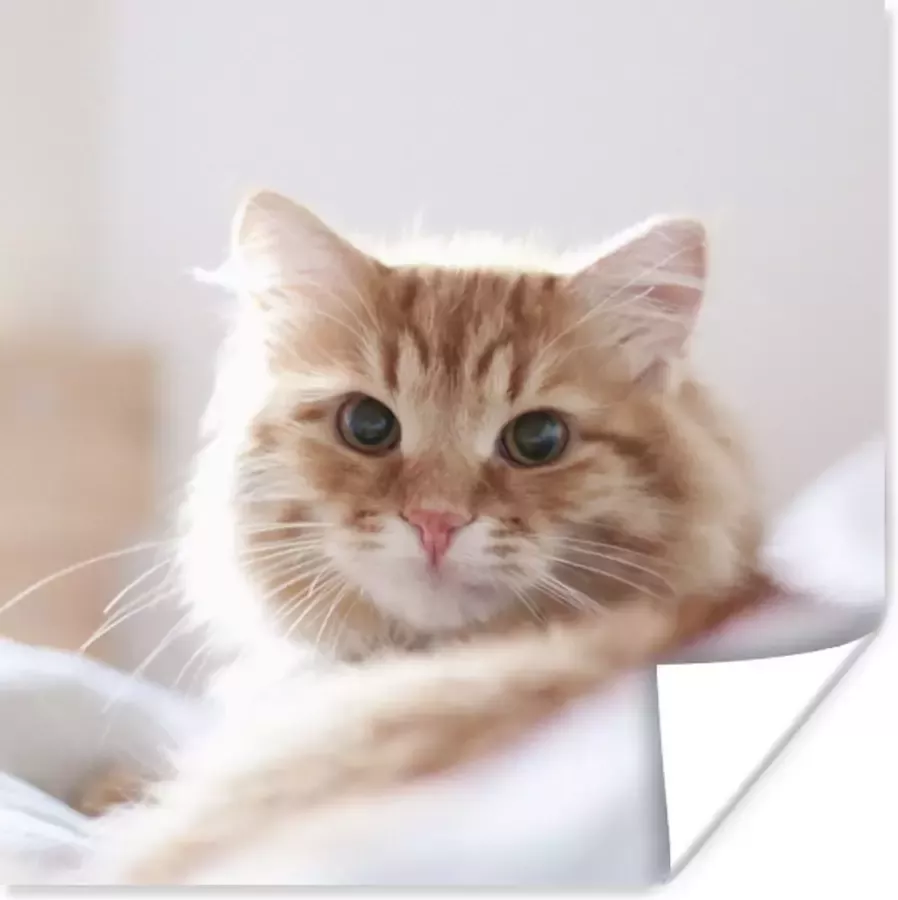 PosterMonkey Poster Kat Rood Bed Meisjes Kinderen Jongens Kids 30x30 cm