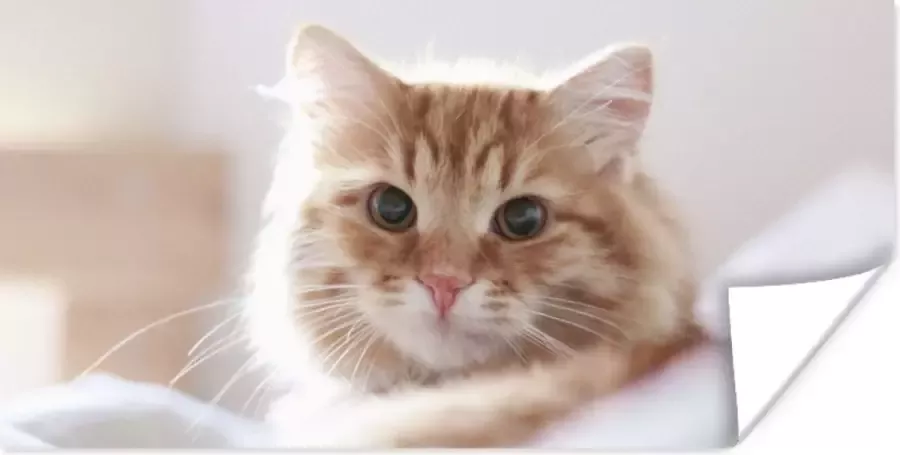 PosterMonkey Poster Kat Rood Bed Meisjes Kinderen Jongens Kids 40x20 cm