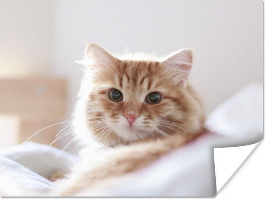 PosterMonkey Poster Kat Rood Bed Meisjes Kinderen Jongens Kids 80x60 cm