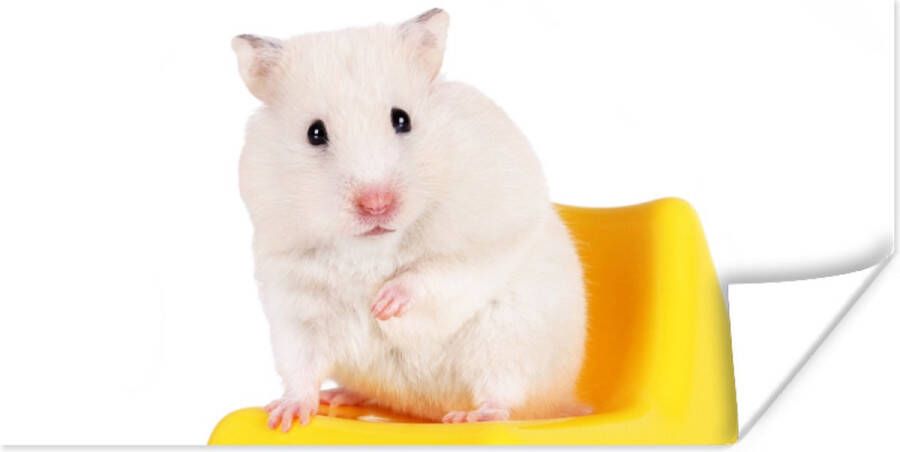 PosterMonkey Poster Witte hamster op een gele stoel 80x40 cm