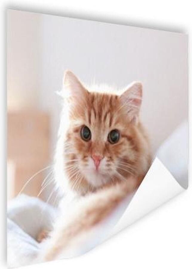 Poster 40x30 cm Kat Rood Bed Meisjes Kinderen Jongens Kids Posters Kamer decoratie Wanddecoratie woonkamer Muurdecoratie slaapkamer - Foto 2