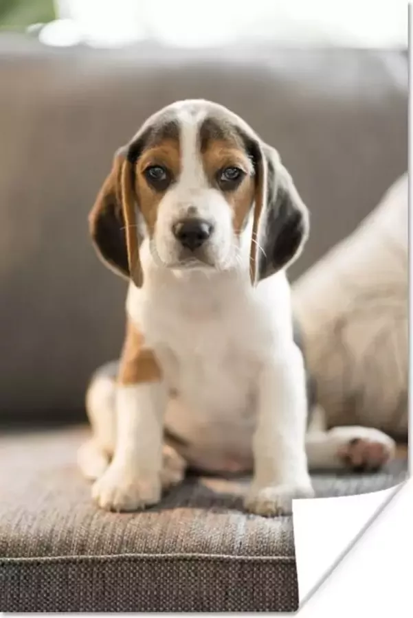 PosterMonkey Schattige Beagle puppy zit op de bank Poster 40x60 cm Foto print op Poster (wanddecoratie woonkamer slaapkamer) Huisdieren Poster