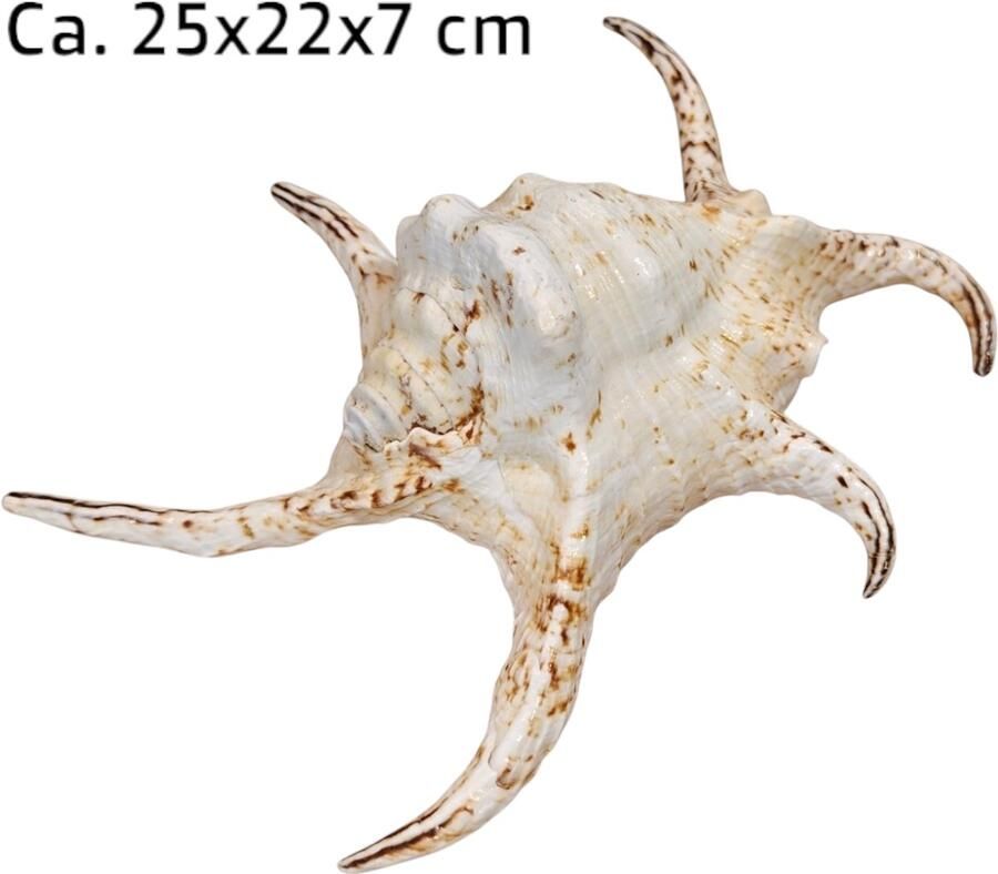 Product Import Holland Kempang – schelpen zeldzaam natuurlijk schelp grote schelp oceaan schelp uniek decoratief maritiem – tropisch – schelp decoratie – strandhuis decoratie – boho interieur – zee decoratie – strand decoratie – decoratie – tafel decoratie
