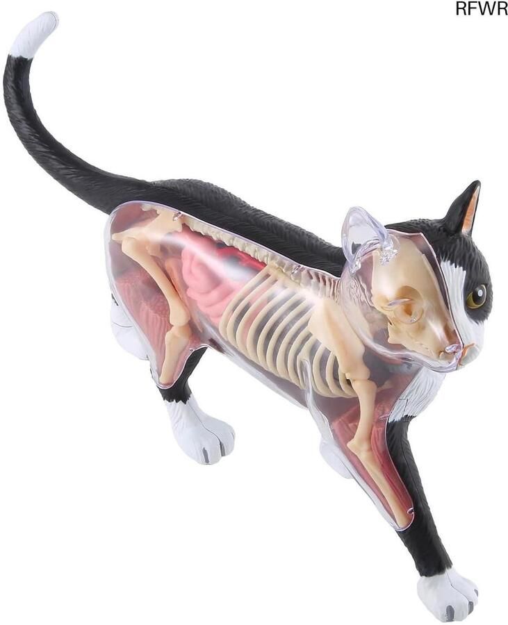 RFWR Professionele Inklapbare Massagetafel – Ergonomisch & Comfortabel Massage Bed voor Thuis en Salon – Ideaal voor Therapie en Wellness