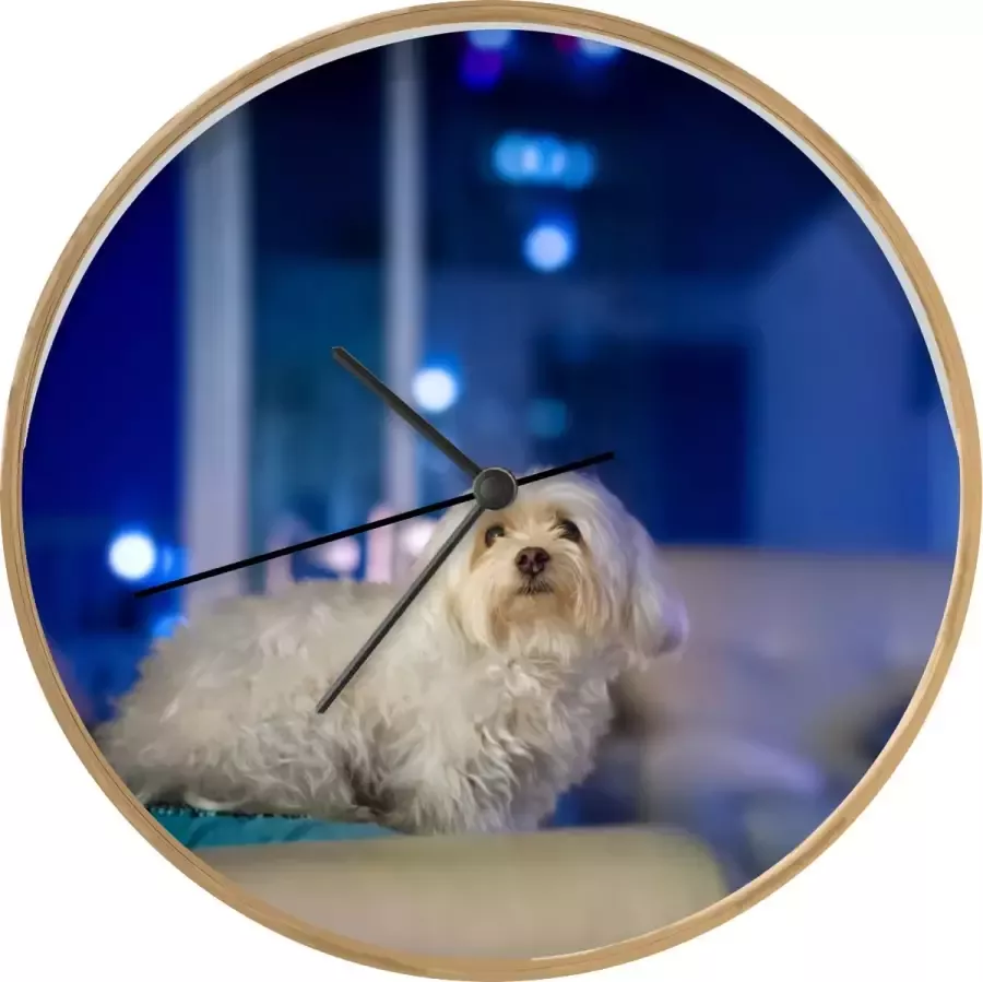 SoManyClocks Klok Ø 30 cm Een witte Maltezer hond op een witte bank Houtkleurig Wandklok