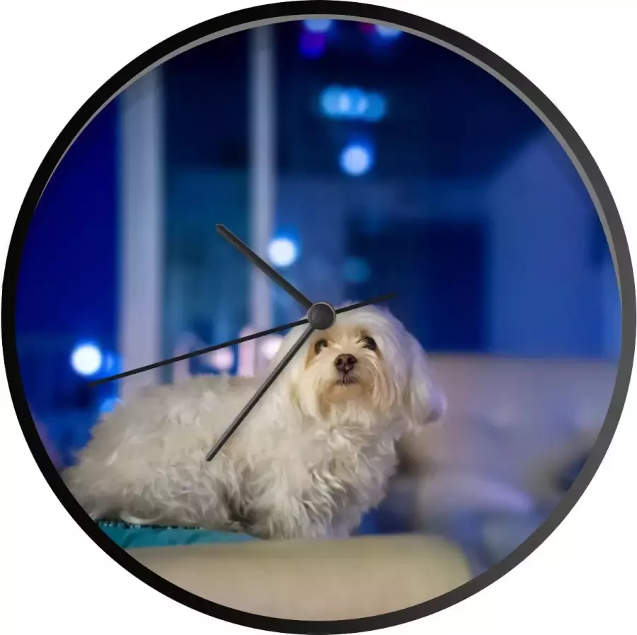 SoManyClocks Klok Ø 30 cm Een witte Maltezer hond op een witte bank Zwart Wandklok
