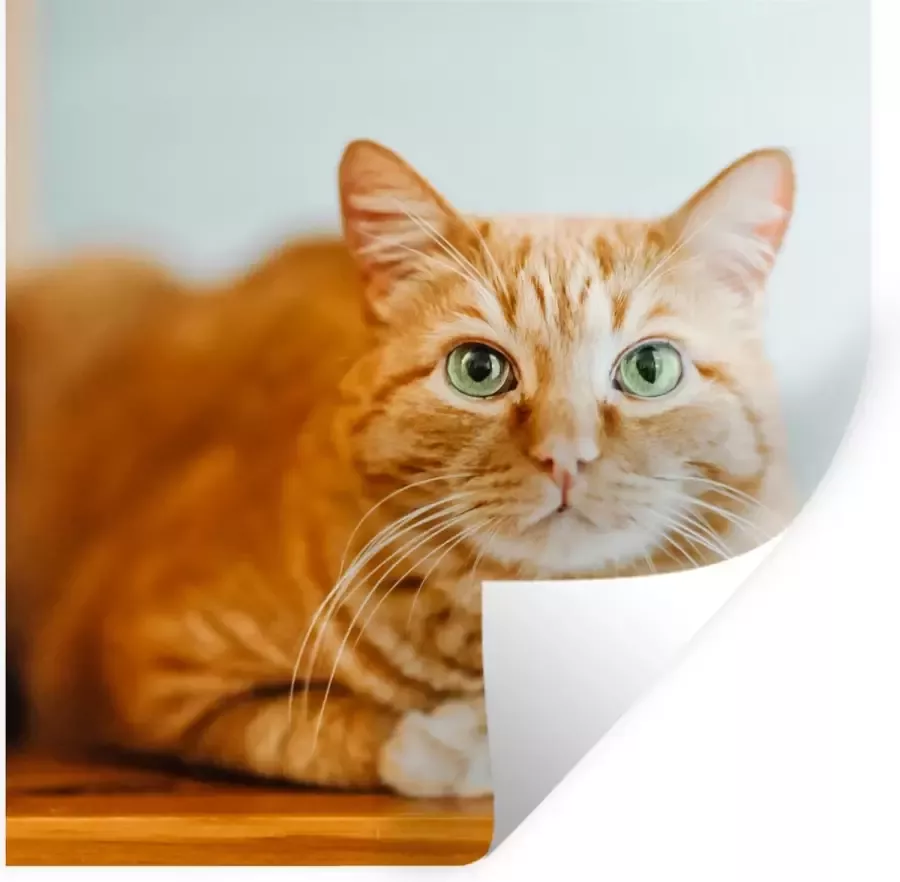 StickerSnake Muurstickers Kat Hout Kast 100x100 cm Plakfolie XXL