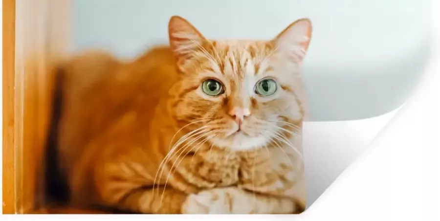 StickerSnake Muurstickers Kat Hout Kast 40x20 cm Plakfolie