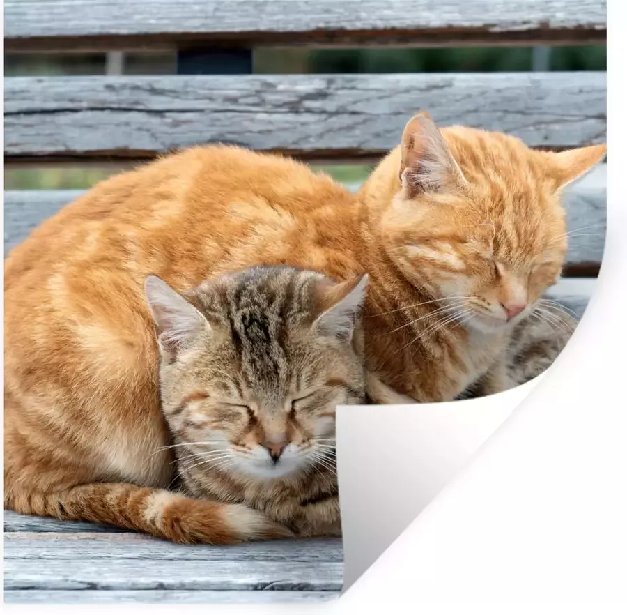 StickerSnake Muurstickers Katten Bank Hout 30x30 cm Plakfolie