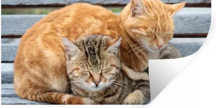 StickerSnake Muurstickers Sticker Folie Katten Bank Hout 80x40 cm Plakfolie Muurstickers Kinderkamer Zelfklevend Behang Zelfklevend behangpapier Stickerfolie