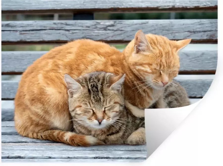 StickerSnake Muurstickers Sticker Folie Katten Bank Hout 80x60 cm Plakfolie Muurstickers Kinderkamer Zelfklevend Behang Zelfklevend behangpapier Stickerfolie