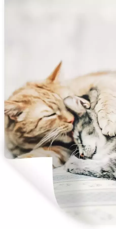 StickerSnake Muurstickers Sticker Folie Katten Bank Woonkamer 20x40 cm Plakfolie Muurstickers Kinderkamer Zelfklevend Behang Zelfklevend behangpapier Stickerfolie