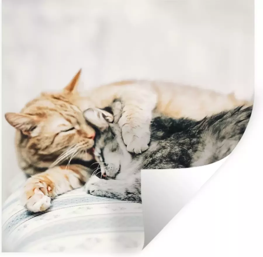 StickerSnake Muurstickers Sticker Folie Katten Bank Woonkamer 50x50 cm Plakfolie Muurstickers Kinderkamer Zelfklevend Behang Zelfklevend behangpapier Stickerfolie