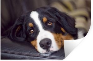 StickerSnake Muurstickers Sticker Folie Een Berner Sennenhond liggend op de bank 120x80 cm Plakfolie Muurstickers Kinderkamer Zelfklevend Behang