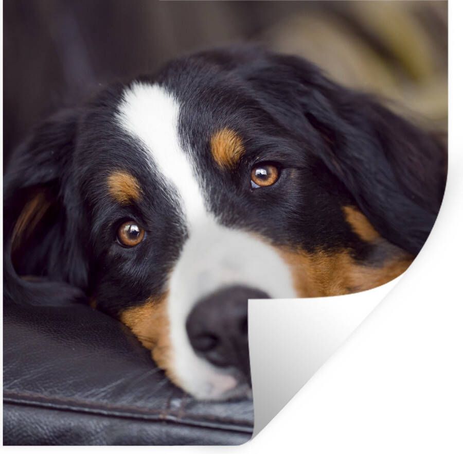 StickerSnake Muurstickers Sticker Folie Een Berner Sennenhond liggend op de bank 80x80 cm Plakfolie Muurstickers Kinderkamer Zelfklevend Behang Zelfklevend behangpapier Stickerfolie