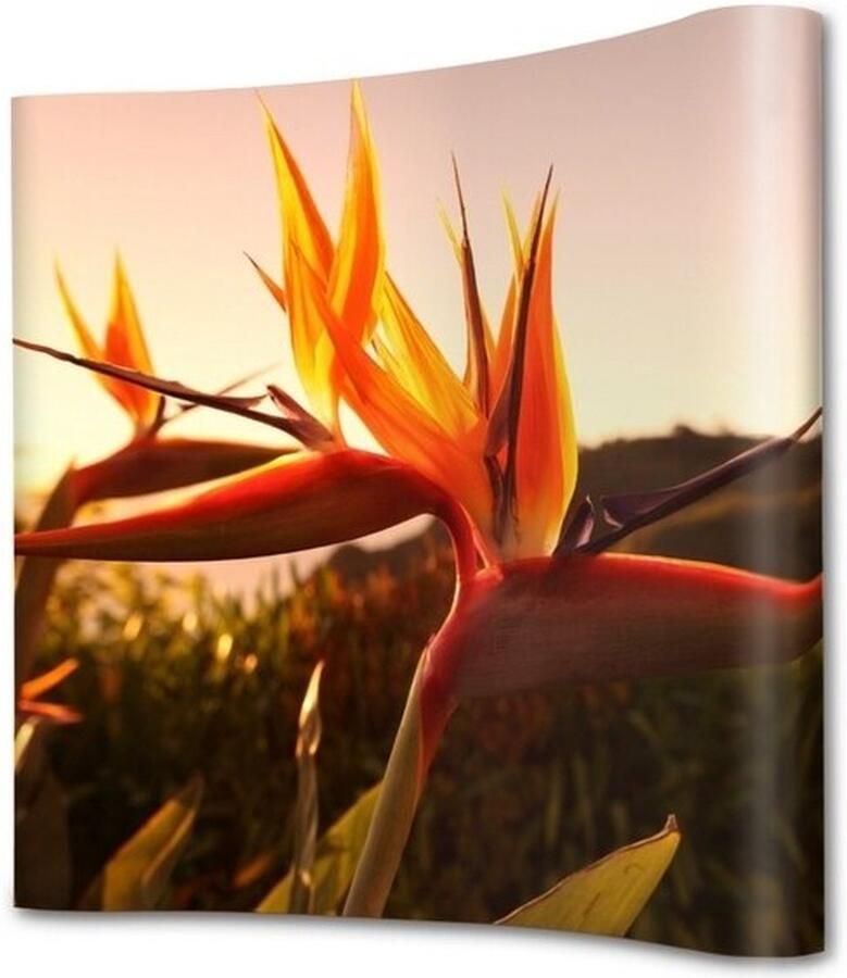 Syna Pop-Up Magnetic Curved 5 X 3 met Soft Trolley PUM53C-ST Horeca & Professioneel