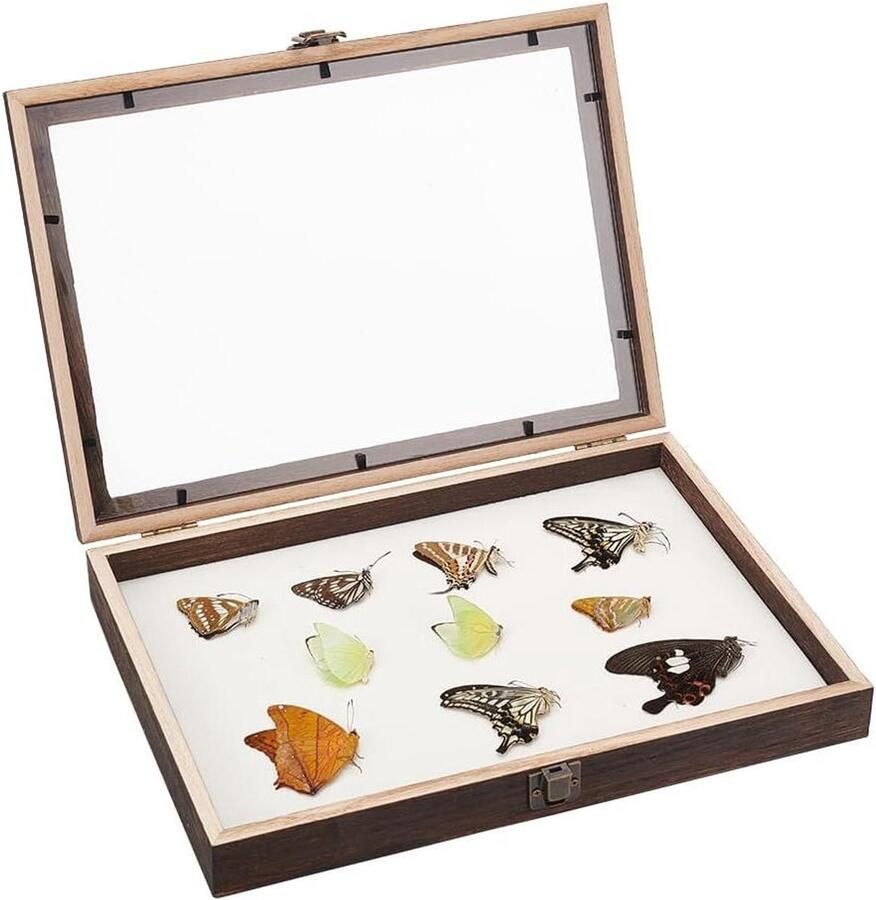 Allecto plus Houten vitrinekast voor monsters thuis collages en collecties