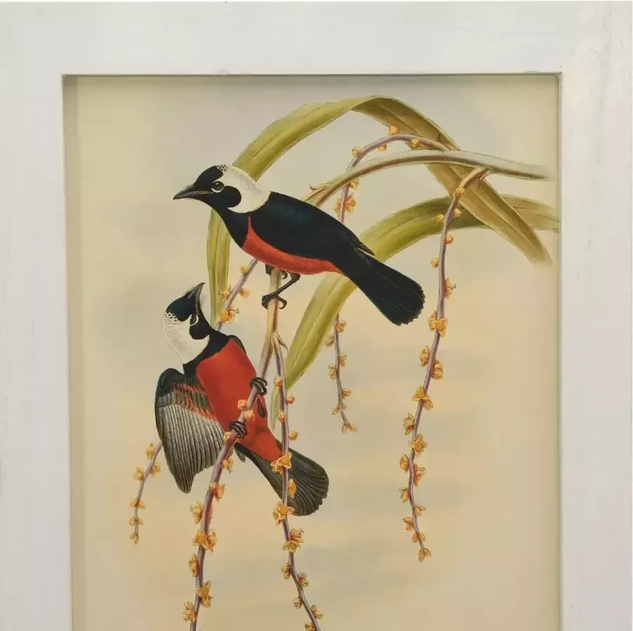 VidaXL -Kamerscherm-met-5-panelen-178x165-cm-massief-paulowniahout-wit