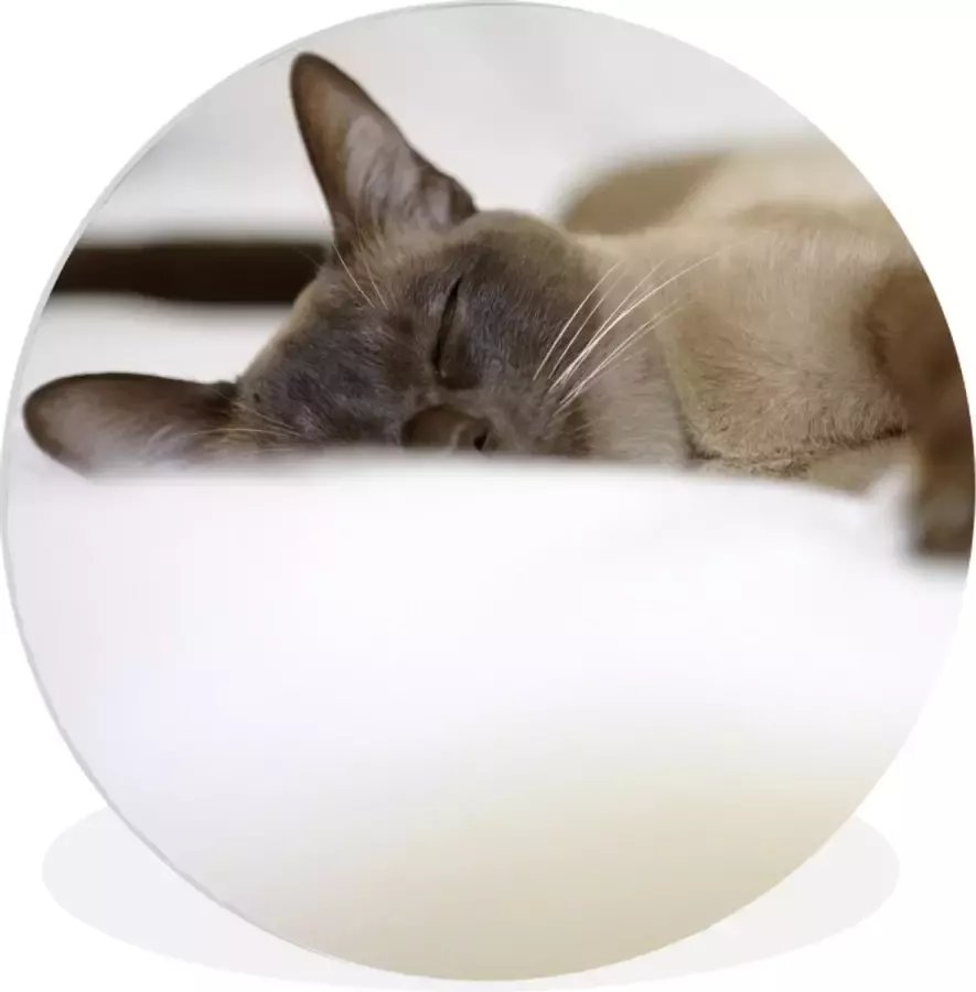 WallCircle Schilderij Een Burmese Kat Ligt Een Zacht Bed Multicolor 30 X 30 Cm