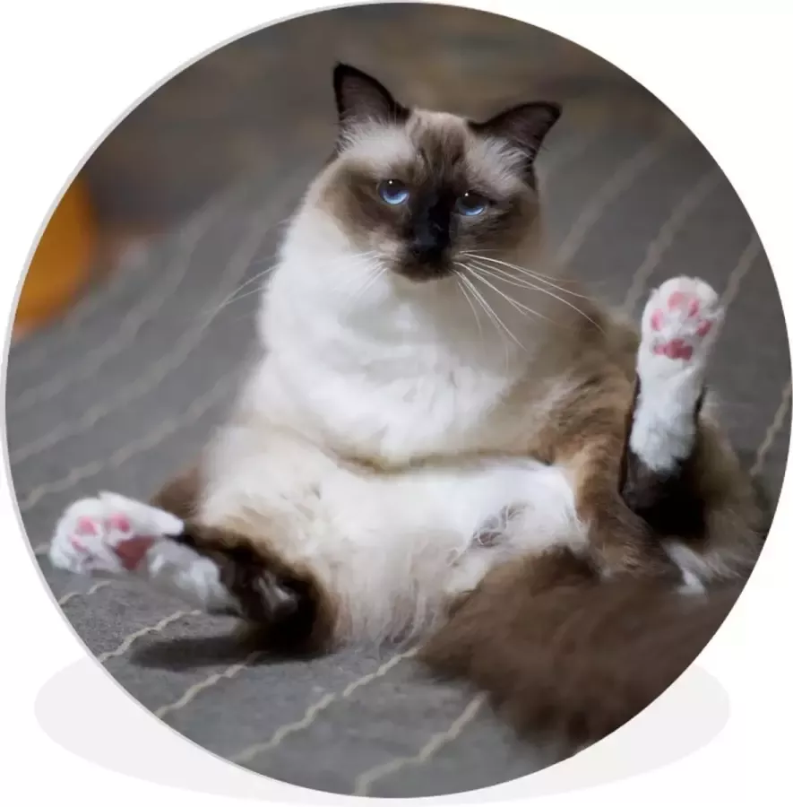 WallCircle Schilderij Kat Bed Multicolor 150 X 150 Cm