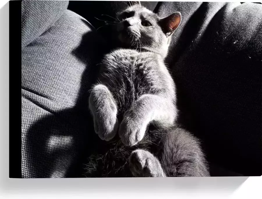 WallClassics Canvas Grijze Luie Kat op de Bank 40x30 cm Foto op Canvas Schilderij (Wanddecoratie op Canvas)