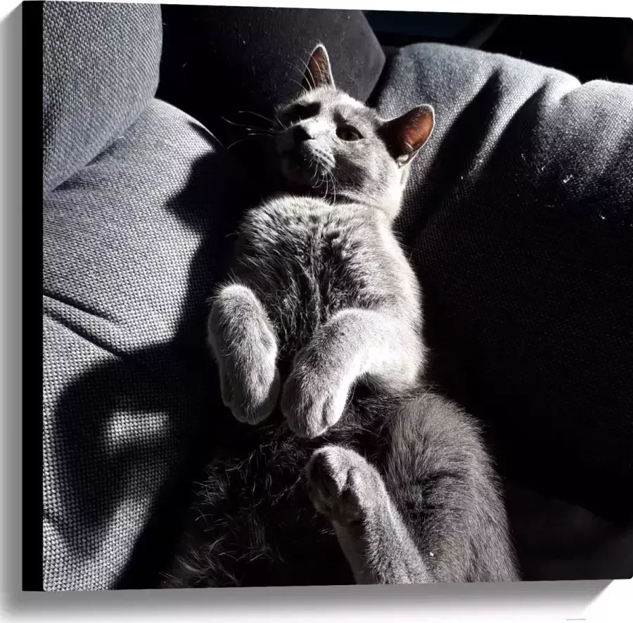 WallClassics Canvas Grijze Luie Kat op de Bank 60x60 cm Foto op Canvas Schilderij (Wanddecoratie op Canvas)