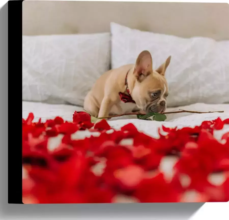 WallClassics Canvas Hondje op Bed met Rode Rozenblaadjes Franse Buldog 30x30 cm Foto op Canvas Schilderij (Wanddecoratie op Canvas)
