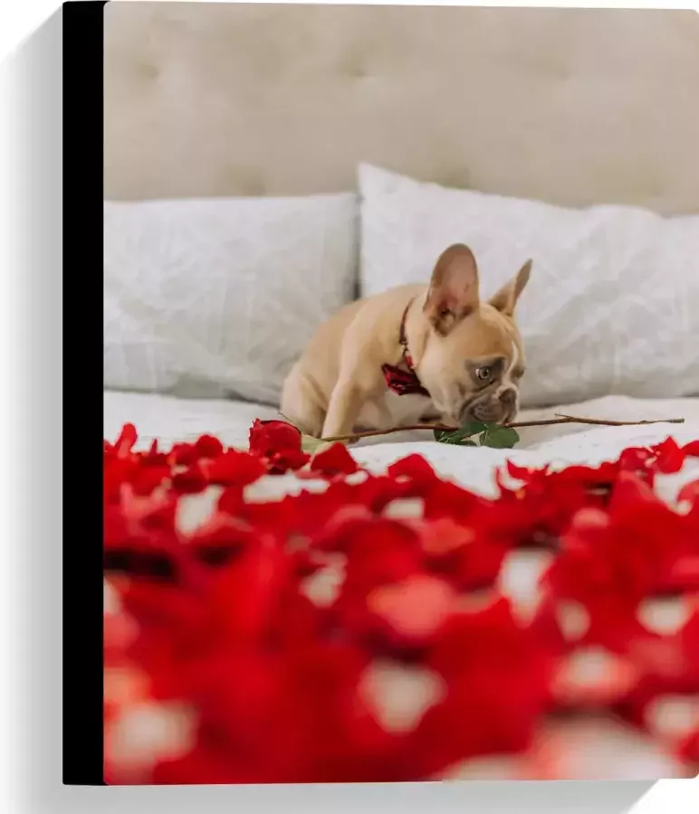 WallClassics Canvas Hondje op Bed met Rode Rozenblaadjes Franse Buldog 30x40 cm Foto op Canvas Schilderij (Wanddecoratie op Canvas)