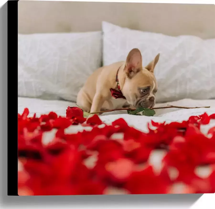 WallClassics Canvas Hondje op Bed met Rode Rozenblaadjes Franse Buldog 40x40 cm Foto op Canvas Schilderij (Wanddecoratie op Canvas)