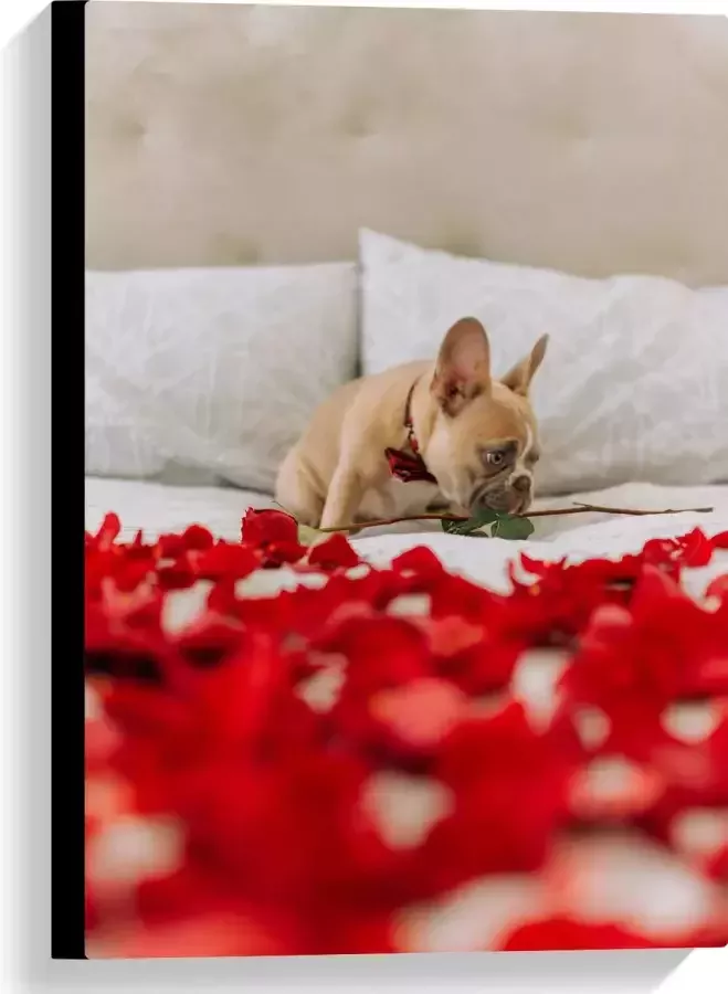 WallClassics Canvas Hondje op Bed met Rode Rozenblaadjes Franse Buldog 40x60 cm Foto op Canvas Schilderij (Wanddecoratie op Canvas)