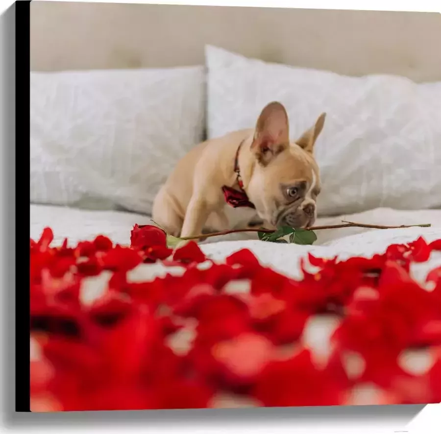 WallClassics Canvas Hondje op Bed met Rode Rozenblaadjes Franse Buldog 60x60 cm Foto op Canvas Schilderij (Wanddecoratie op Canvas)